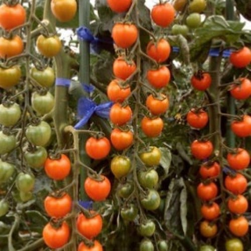 طماطم كرزي سن قولد - Orange Cherry Tomatoes Sungold
