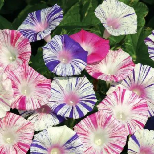 مكس مجد الصباح الكرنفال - Carnevale Di Venezia Morning Glory