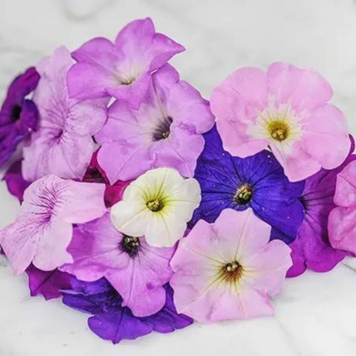 مكس بتونيا البلكونة - Balcony Mix Petunia