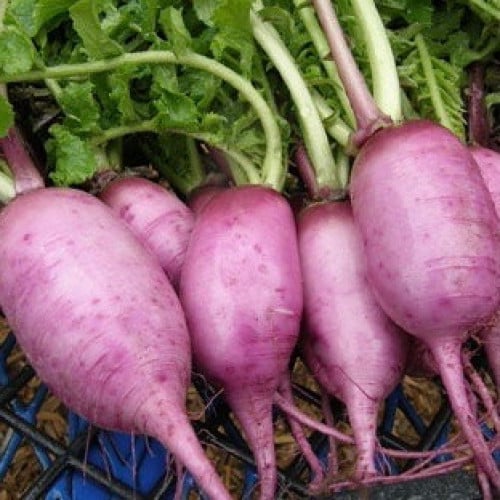فجل دايكون ميني بنفسجي - Mini Purple Daikon Radish
