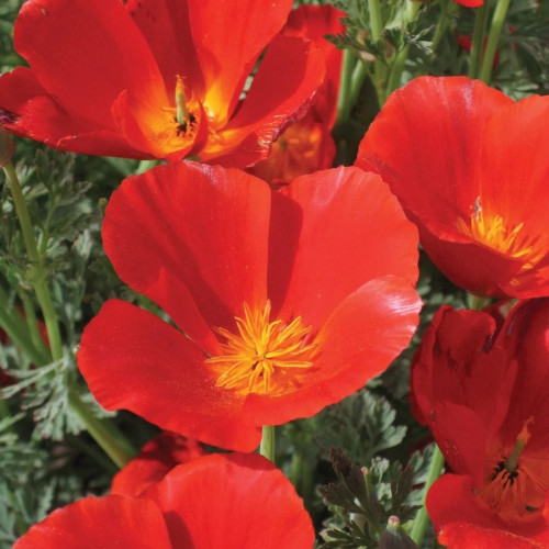 ديدحان كالفورنيا الأحمر - Red California Poppy