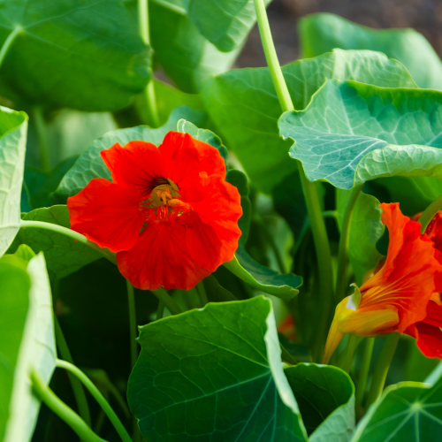 أبو خنجر إمبراطورة الهند - Nasturtiums Empress of India