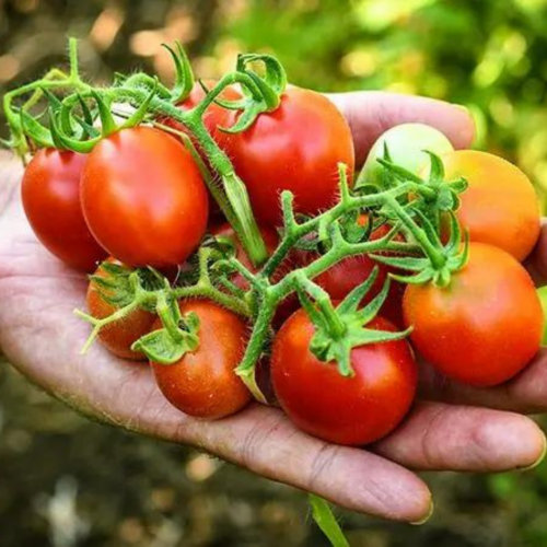 طماطم الأمير بورغيزي الكرزي - Principe Borghese Tomato