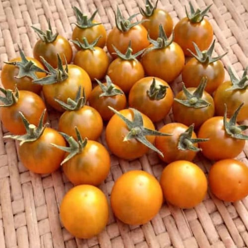 طماطم مسقط برتقالي داكن - Dark Orange Muscat Tomato