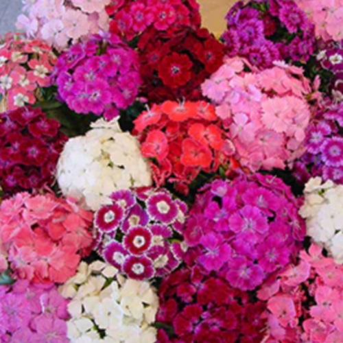 سويت ويليام عباءة الدانتيل - Sweet William Lace Ma...
