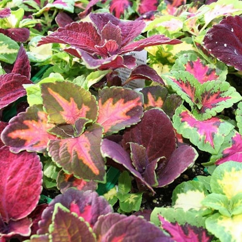 مكس سجاد قوس المطر - Rainbow Coleus
