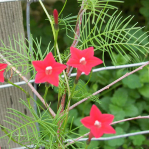 سيبريس متسلقة - Maiden's Feather Cypress Vine