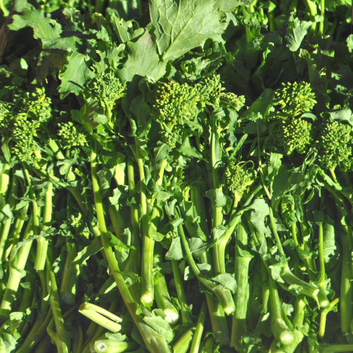 بروكلي راب مبكر - Broccoli Raab Early Rapini
