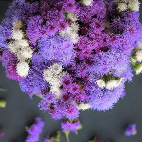 مكس اجيراتوم - Ageratum Mix