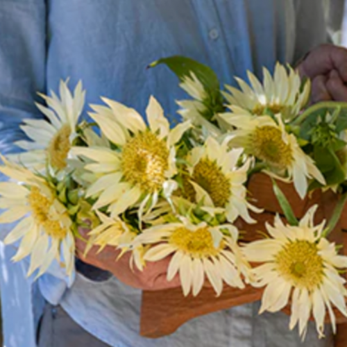 دوار شمس ظل القمر - Moonshadow Sunflowers