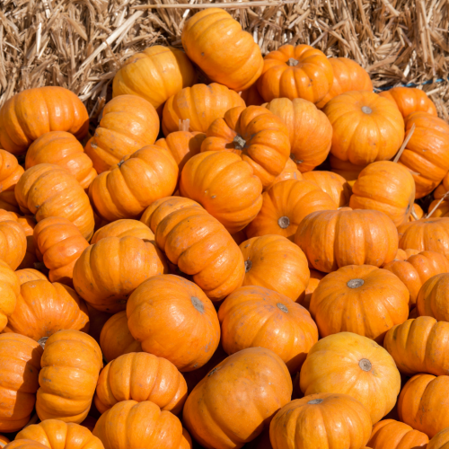 يقطين جاك الصغير - Baby Pumpkins Mini Jack