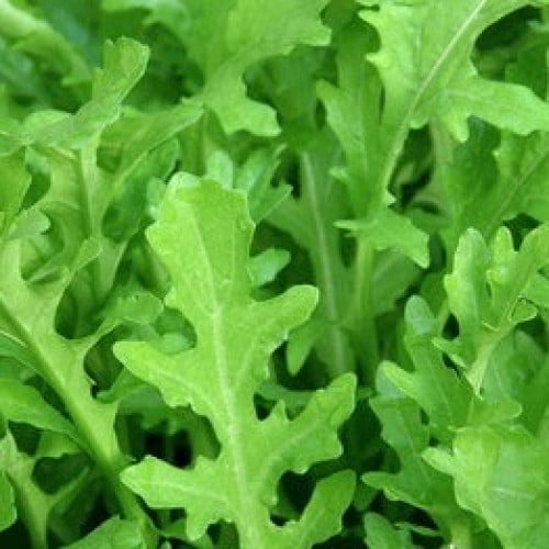 جرجير المدرج - Runway Arugula