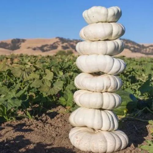 يقطين أبيض مسطح - Flat White Boer Pumpkin