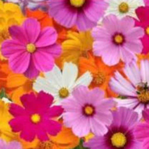 مكس الكوزموس المتكامل - Complete Mix Cosmos