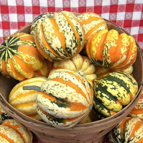 قرع مهرجان البلوط - Festival Acorn Squash