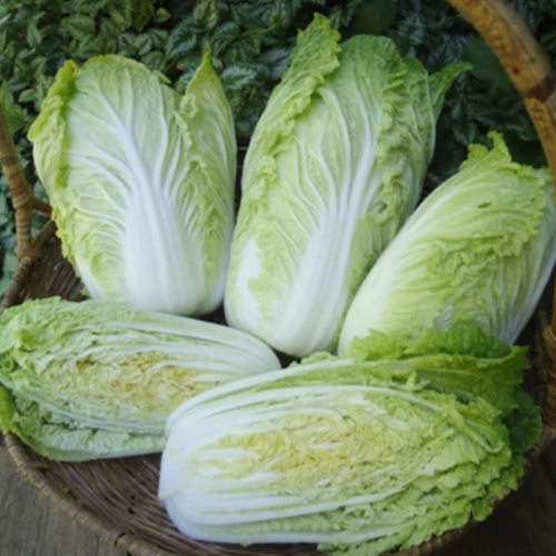 ملفوف الكيمتشي نابا الصغير - Baby Napa Cabbage