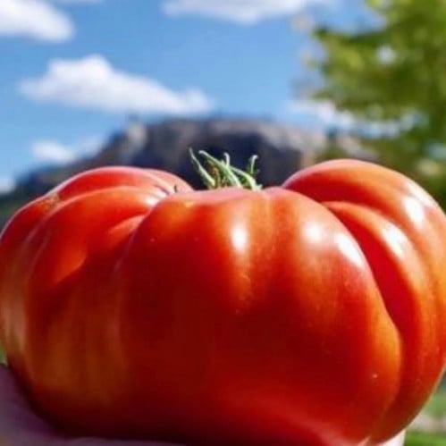 طماطم فرنسي كوسترالي - Cuostralee Tomato