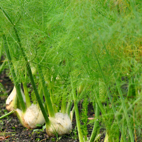 شمر تريست - Bulbing Fennel Trieste