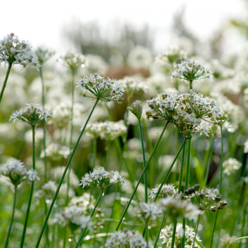 ثوم معمر - Garlic Chives