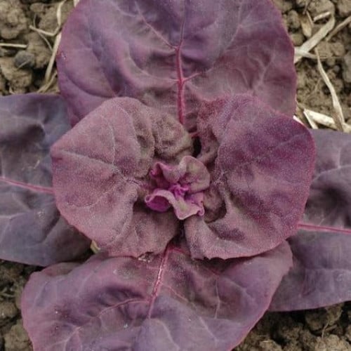 أوراش بنفسجي - Purple Orach