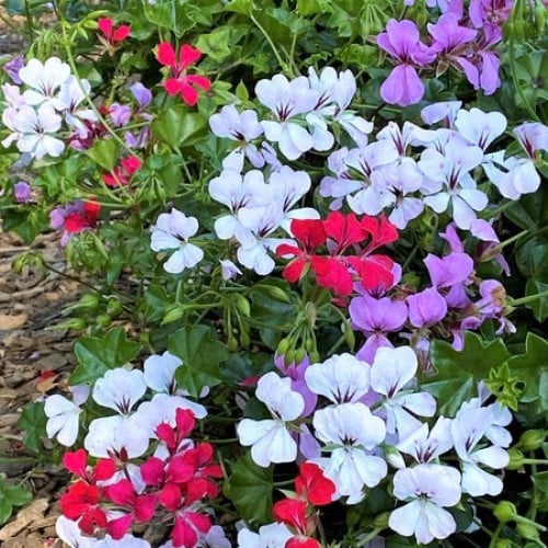 جيرانيوم متسلق فاخر - Pelargonium Fancy Pants