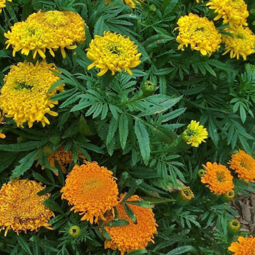 قطيفة العجلات الدوارة - Spinning Wheels Marigolds