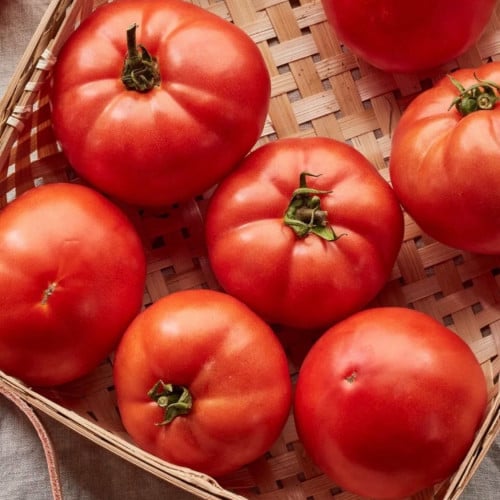 طماطم الفتاة المبكرة - Early Girl Tomato