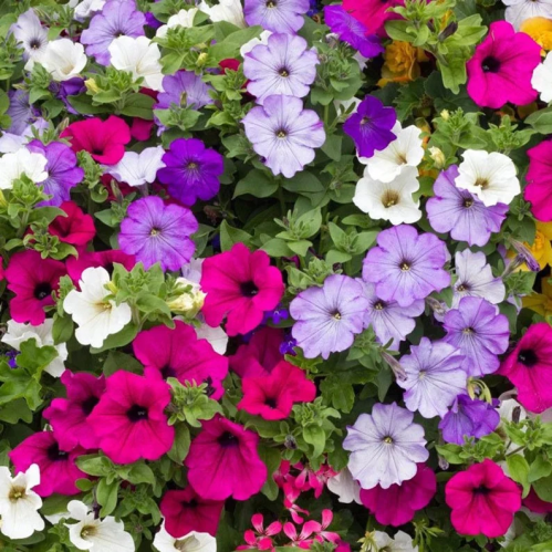 مكس بتونيا قزمية - Dwarf Petunia Flower