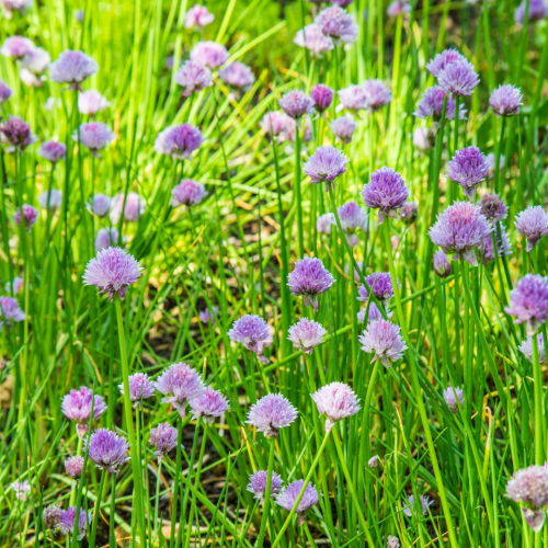ثوم معمر - Fine Leaf Chives