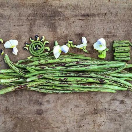 فاصوليا الجندي التايلاندية الطويلة متسلقة - Thai Soldier Long Bean