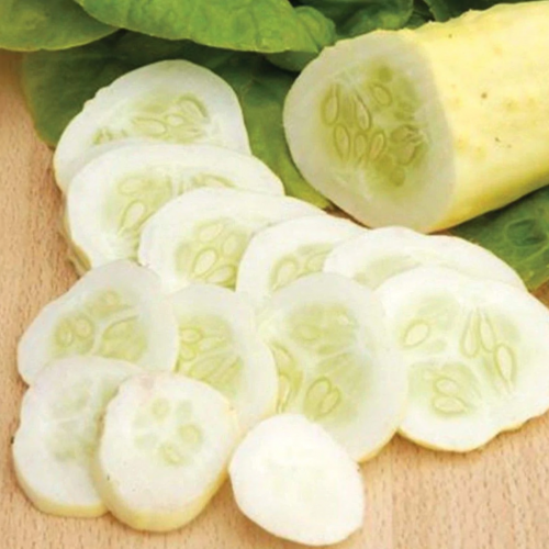 خيار العجائب البيضاء - White Wonder Cucumber