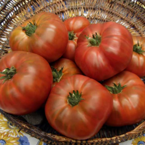 طماطم شوكولاتة تسمانيا - Tasmanian Chocolate tomatoes