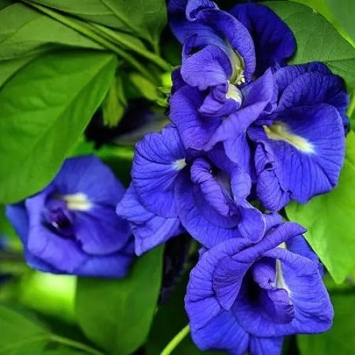 فراشة البازلاء دبل الملكة الزرقاء - Blue Queen Butterfly Pea