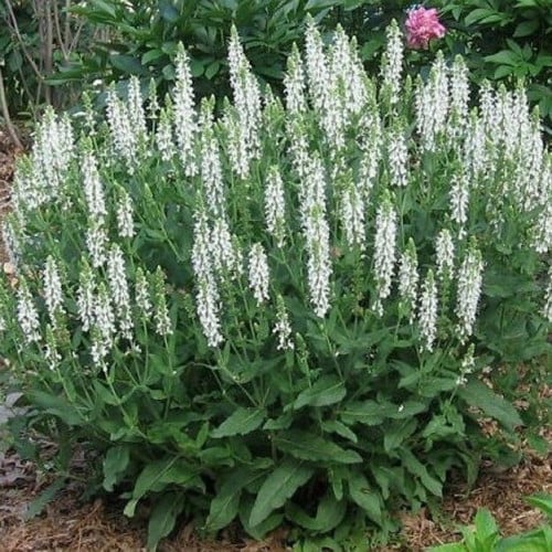 سالفيا المرامية البيضاء - White Sage White Salvia