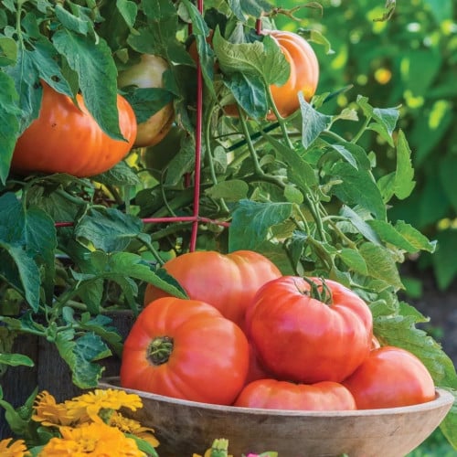 طماطم أطلس - Atlas Tomato