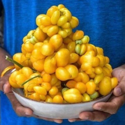 طماطم فيل واحد - Tomato, Phil's One