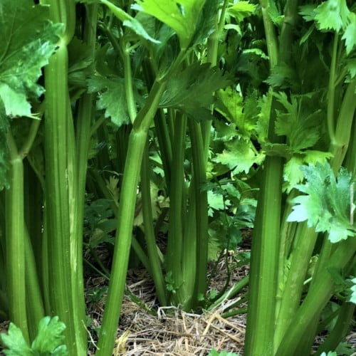 كرفس ميرلين - Celery Merlin