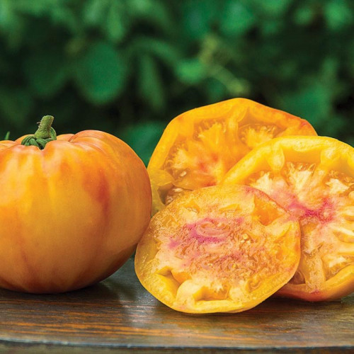 طماطم الميدالية الذهبية - Gold Medal Tomato