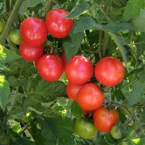 طماطم تشادويك الكرزي - Tomato Chadwick's Cherries