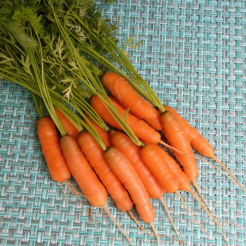 جزر فرنسي صغير - French Baby Carrots Babette