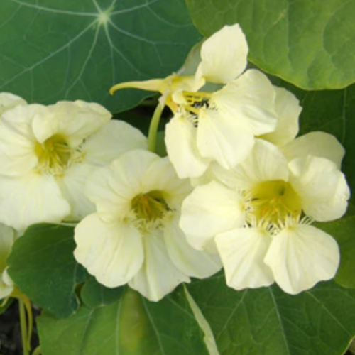 أبو خنجر الزبدة - Buttercream Nasturtiums