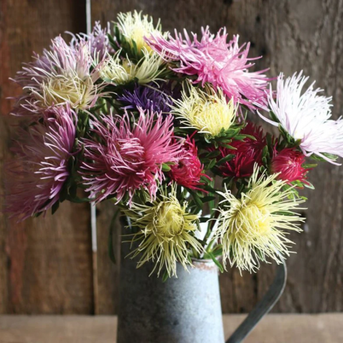 مكس أستر الشامواه - Valkyrie Brunhilde Chamois Mix