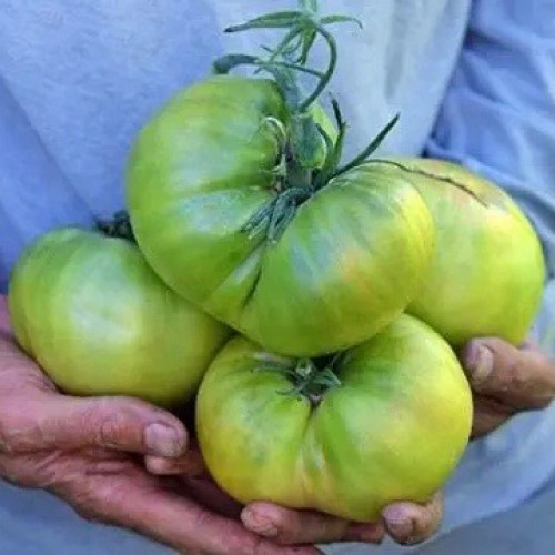 طماطم العمة روبي الألماني الأخضر - Aunt Ruby's German Green Tomato