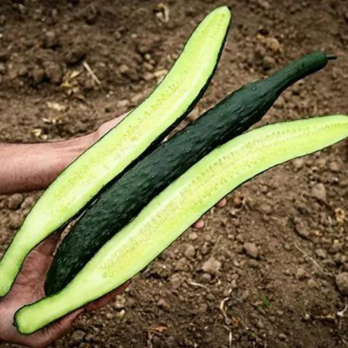 خيار صيني - China Jade Cucumber