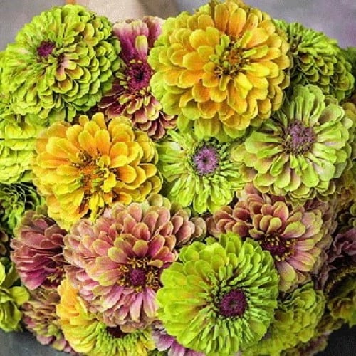 زينيا ملكة الليمون الخجولة - Queen Lime Blush Zinnia