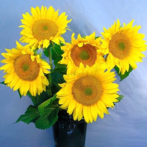 دوار شمس فان جوخ - Van Gogh Sunflower