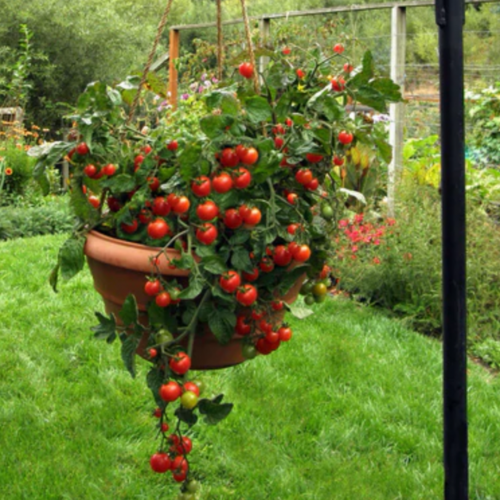 طماطم كرزي القضمات الصغيرة - Litt’l Bites Cherry Tomato