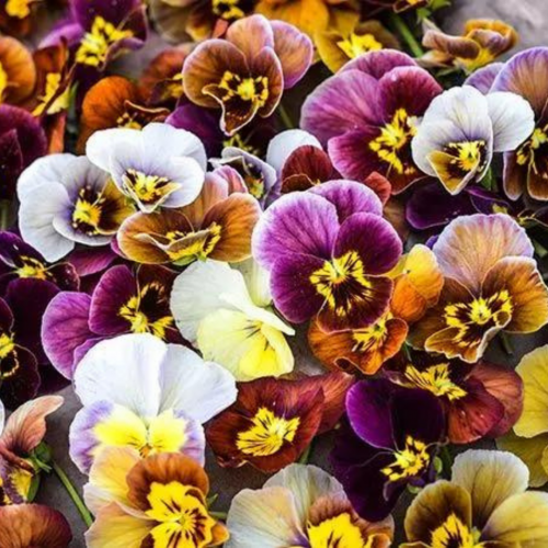 مكس بانسي بائع الزهور التاريخي - Historic Florist Mix Pansy