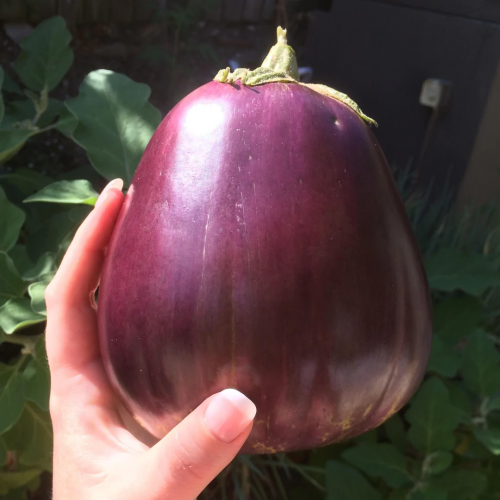 باذنجان أسود العراقي - Aswad Eggplant
