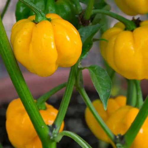 فلفل جامايكي حار الفطر الأصفر - Jamaican Yellow Mushroom Pepper